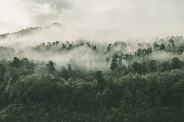 high-angle-shot-beautiful-forest-with-lot-green-trees-enveloped-fog-new-zealand